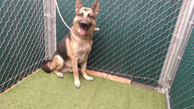 Duke - German Shepherd Dog