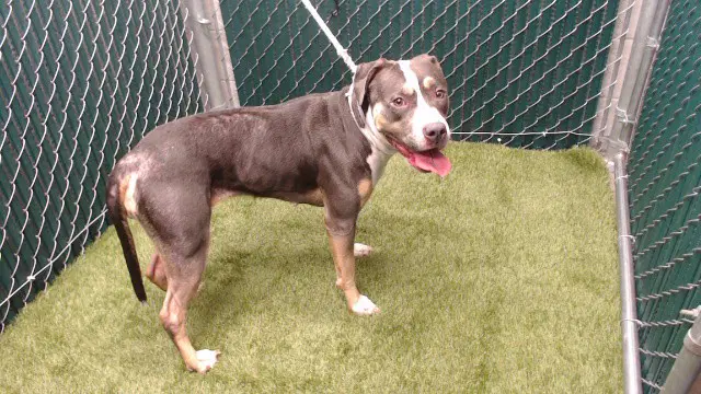 Diana - Pit Bull Terrier