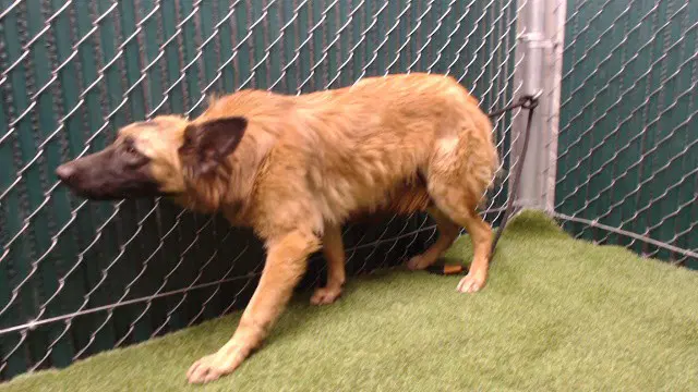 Enola - German Shepherd Dog