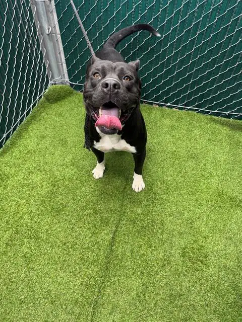 Buck - Pit Bull Terrier