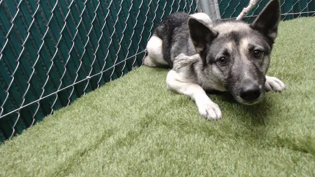 Loba - Siberian Husky