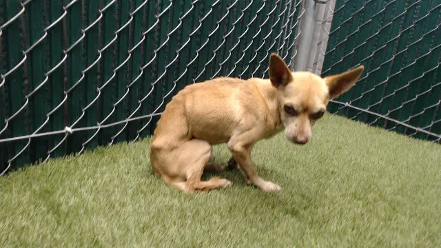 Max - Chihuahua