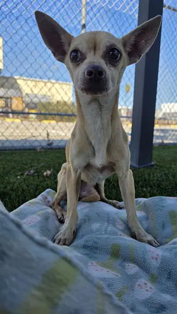 Max - Chihuahua