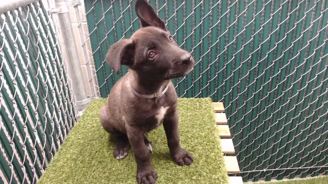 Storm - Belgian Shepherd Malinois