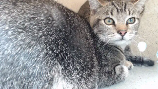 Lil Mamas - Domestic Short Hair