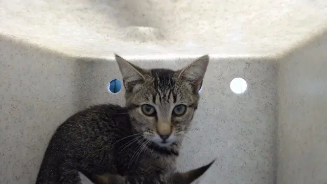 Lil Papas - Domestic Short Hair