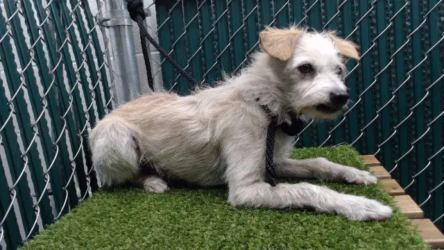 Max - Terrier