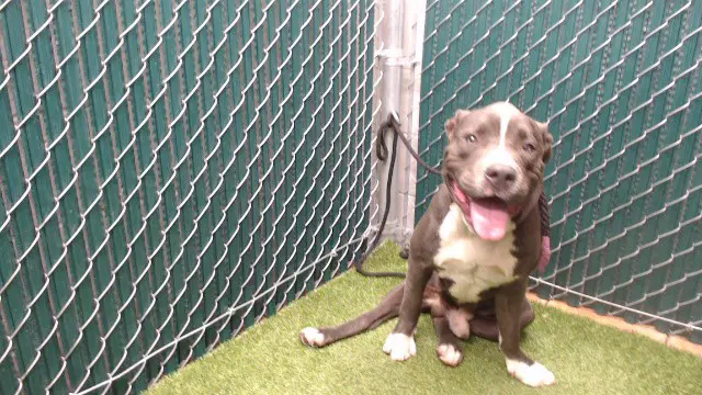 Droopy - Pit Bull Terrier