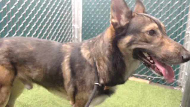 Max - German Shepherd Dog