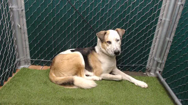 Poe - German Shepherd Dog