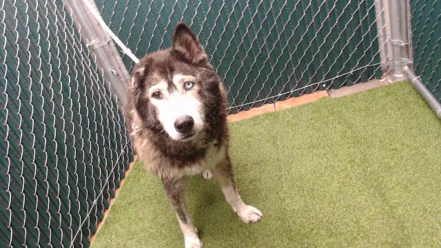 Belladonna - Siberian Husky