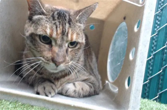 Pancha - Domestic Short Hair
