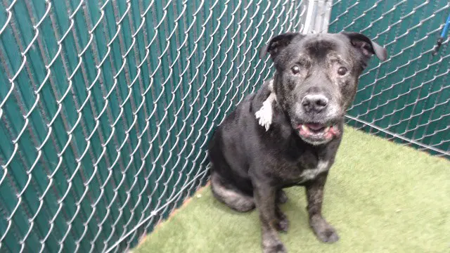 Kurt - Mastiff