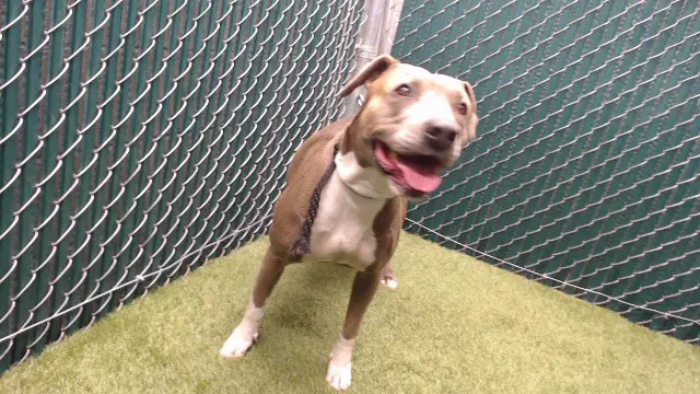 Jirasol - Pit Bull Terrier