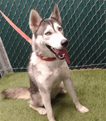 Harlow - Siberian Husky