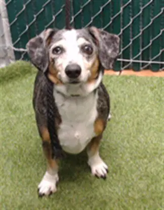 Poopa - Dachshund