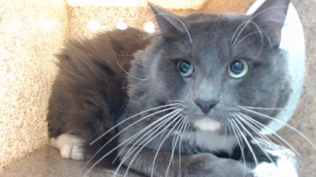 Noir - Domestic Long Hair
