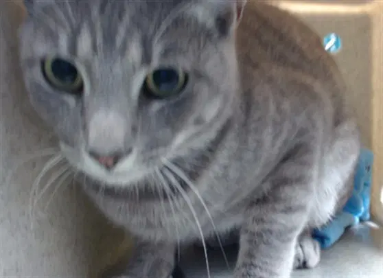 Silver - Domestic Short Hair