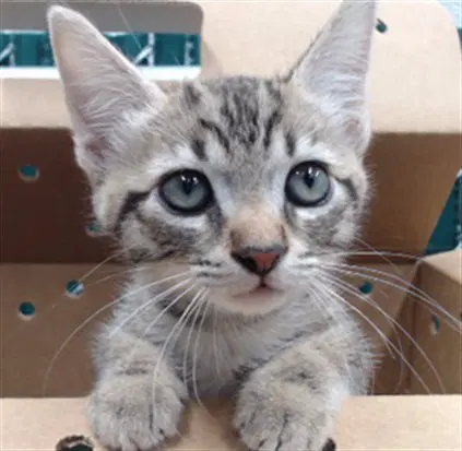 Unknown - Domestic Short Hair