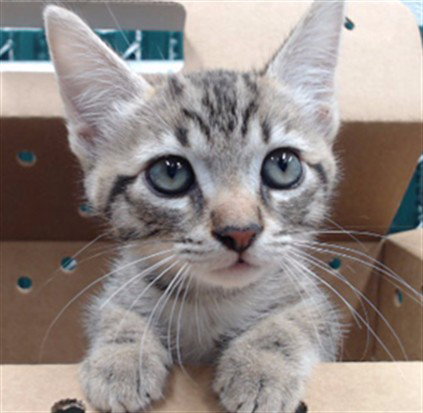 Popcorn, Domestic Short Hair (medium coat)