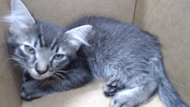 Unknown - Domestic Short Hair