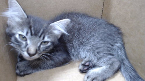 Milkdud, Domestic Short Hair (medium coat)