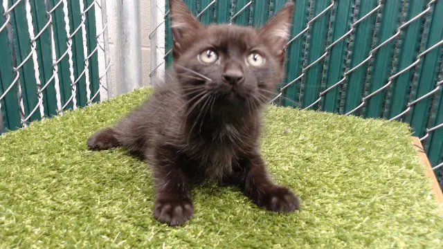 Unknown - Domestic Short Hair