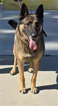 Max - German Shepherd Dog