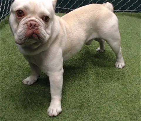 Mayo - French Bulldog