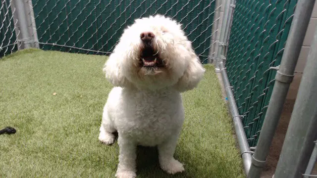 Kookie - Maltese