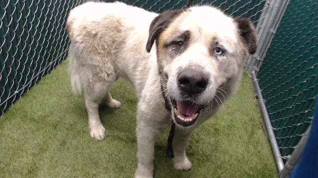 Bruno - Saint Bernard
