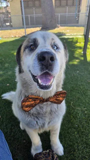 Bruno - Saint Bernard