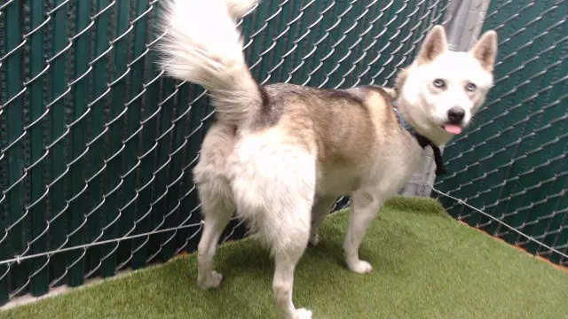 Camila - Siberian Husky