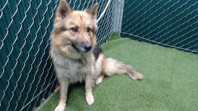 Delia - German Shepherd Dog