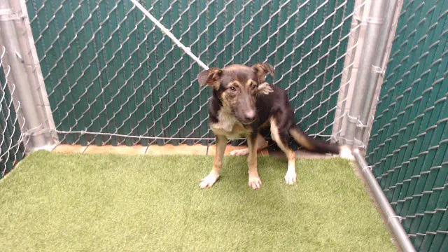 Meg - German Shepherd Dog