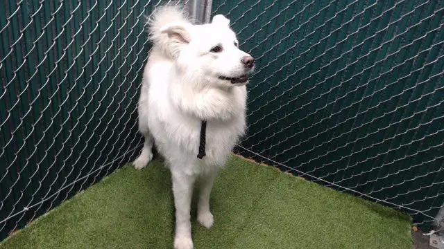 Sugar - Great Pyrenees