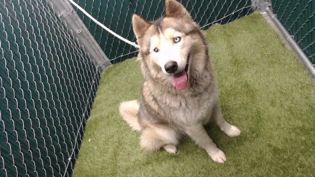Tacunache - Siberian Husky