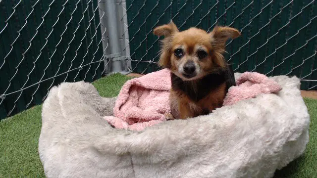 Gurty - Chihuahua