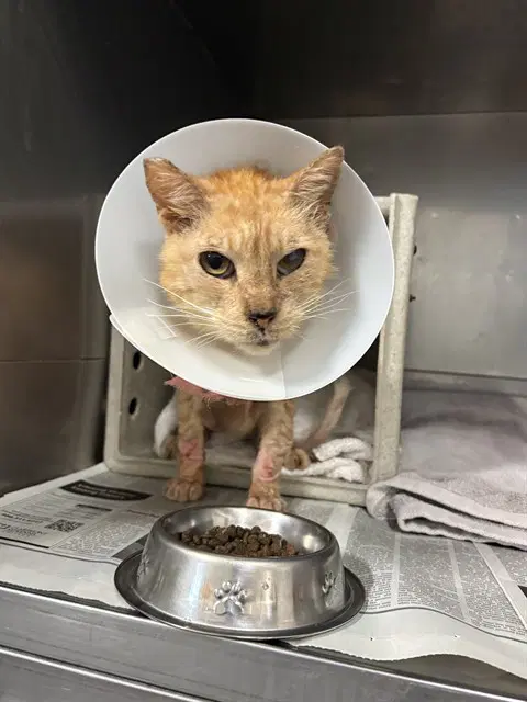 Butterscotch - Domestic Short Hair