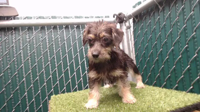 Debbie - Terrier