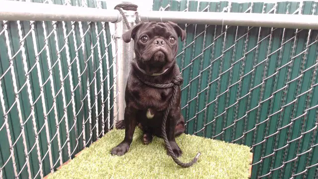 Curly - Pug