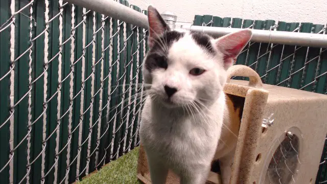 Doc - Domestic Short Hair