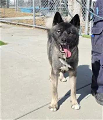Storm - Akita