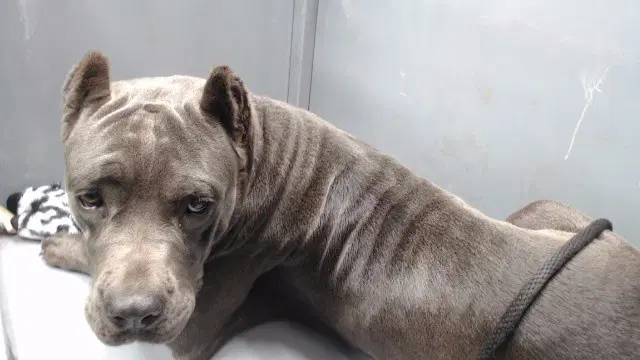 Tracey - Cane Corso Mastiff
