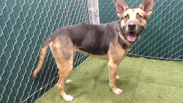 Sonia - German Shepherd Dog