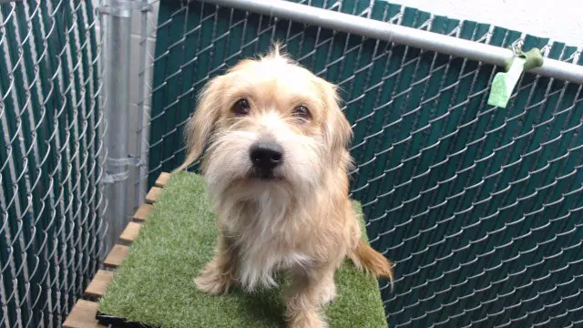 Rocky - Terrier