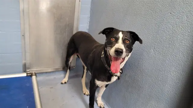 Molly - Collie