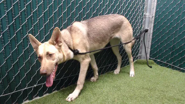 Venus - German Shepherd Dog