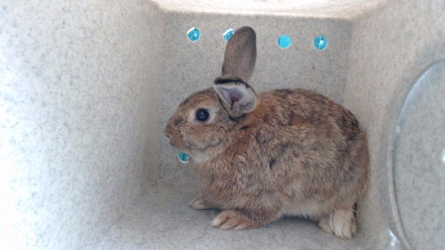 Cheedy'S, Shorthaired Rabbit (medium coat)