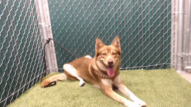Red Panda - Siberian Husky